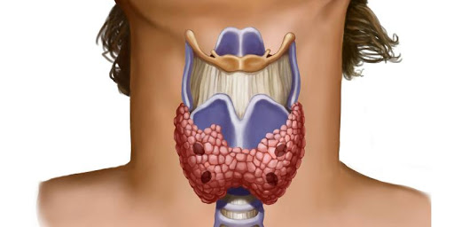 щитовидна железа при мъжете