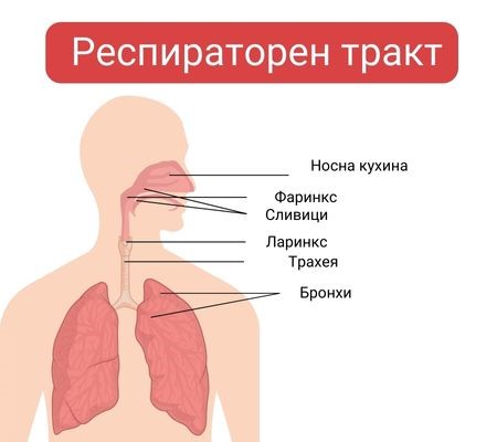 respiratoren-trakt